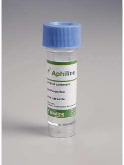 APHILINE - APHIDIUS COLEMANI/ 500 Ind. VIAL